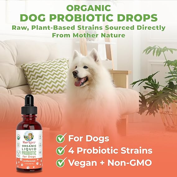 What To Do If A Dog Has Gastroenteritis And Won t Eat Emopets live